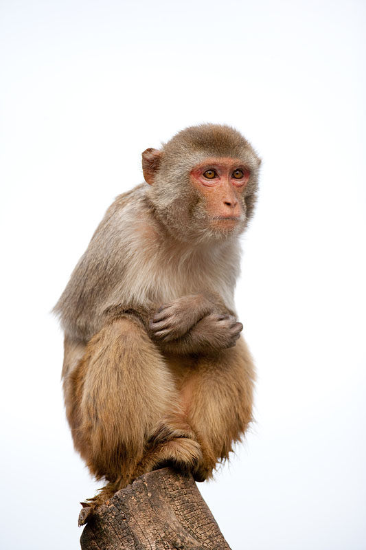 rhesusaffe211111-8.jpg