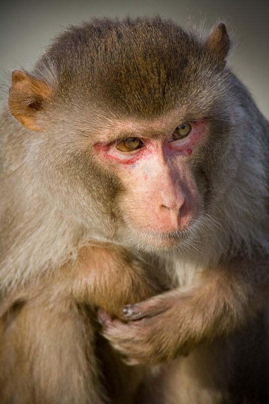 rhesusaffe281108-1.jpg