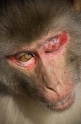rhesusaffe281108-2