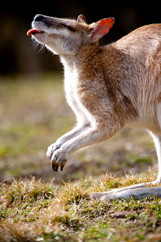 kaenguru030409-6.jpg