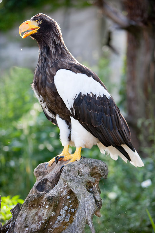 riesenseeadler100710-4.jpg