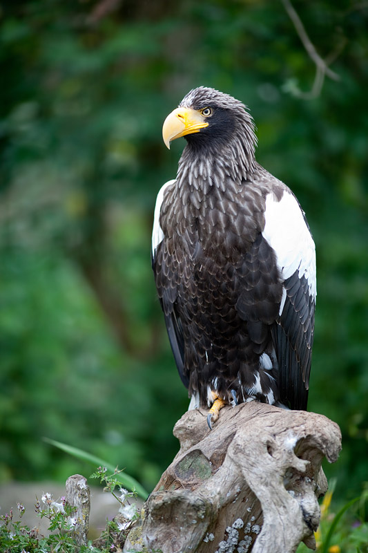 riesenseeadler250515-1.jpg