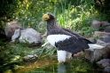 riesenseeadler100710-1