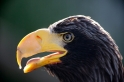 riesenseeadler100710-12