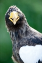 riesenseeadler100710-2