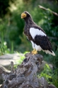 riesenseeadler100710-3