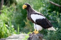 riesenseeadler100710-5