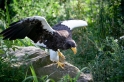 riesenseeadler100710-8