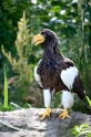 riesenseeadler100710-9