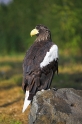 riesenseeadler110806-2