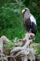 riesenseeadler250515-3