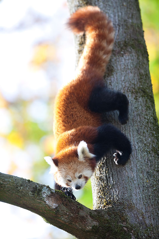 roter-panda261013-1.jpg