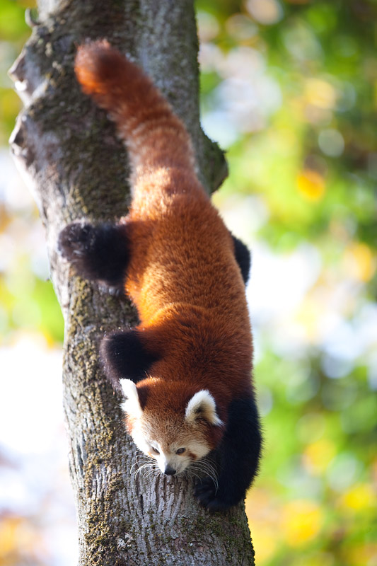 roter-panda261013-3.jpg
