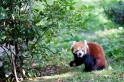 roter-panda170818-2