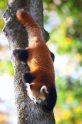 roter-panda261013-3