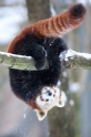 roter-panda291214-1