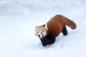 roter-panda291214-2