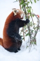 roter-panda291214-4