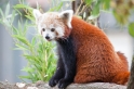 roter-panda310813-5