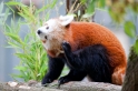 roter-panda310813-7