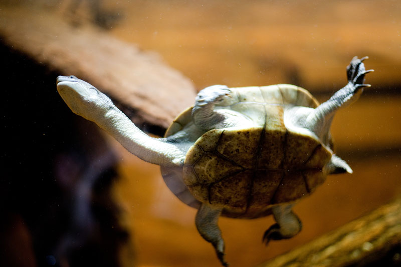 schlangenhalsschildkroete030815-3.jpg