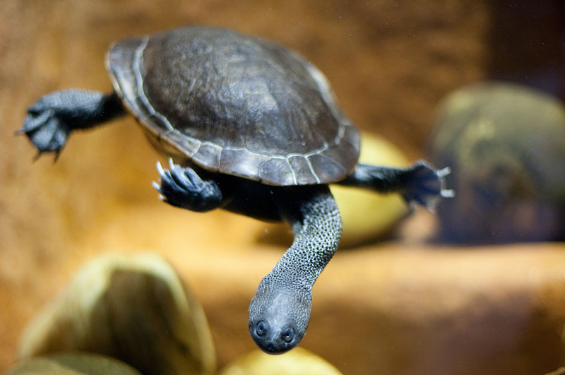schlangenhalsschildkroete030815-4.jpg