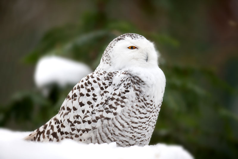 schneeeule160110-1.jpg