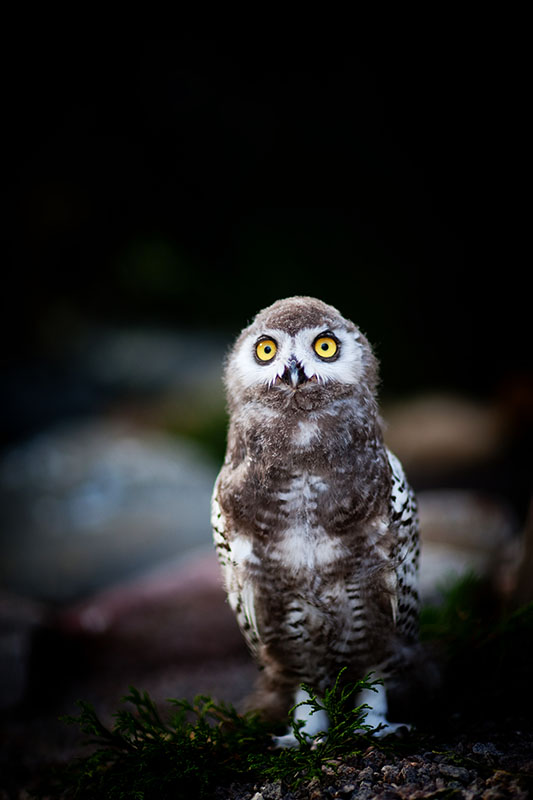schneeeule170818-8.jpg