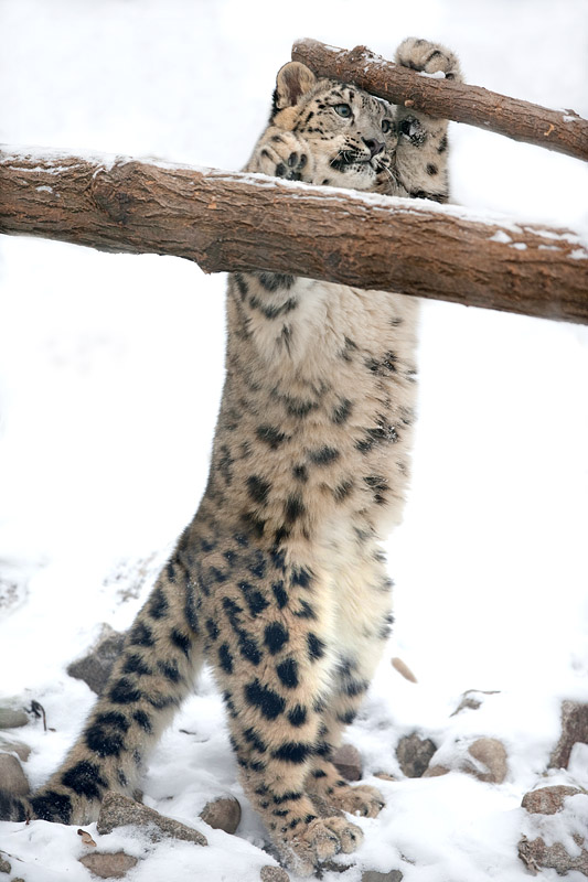 schneeleo190113-3.jpg