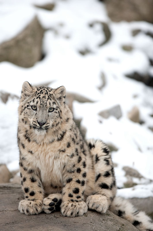 schneeleo190113-4.jpg