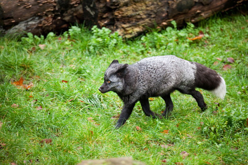 silberfuchs071119-3.jpg