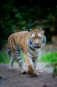 tiger071114-1