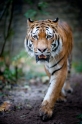 tiger071114-2