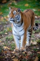 tiger071114-4