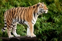 tiger171215-1