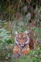 tiger221213-7