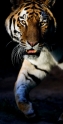 tiger230806-4