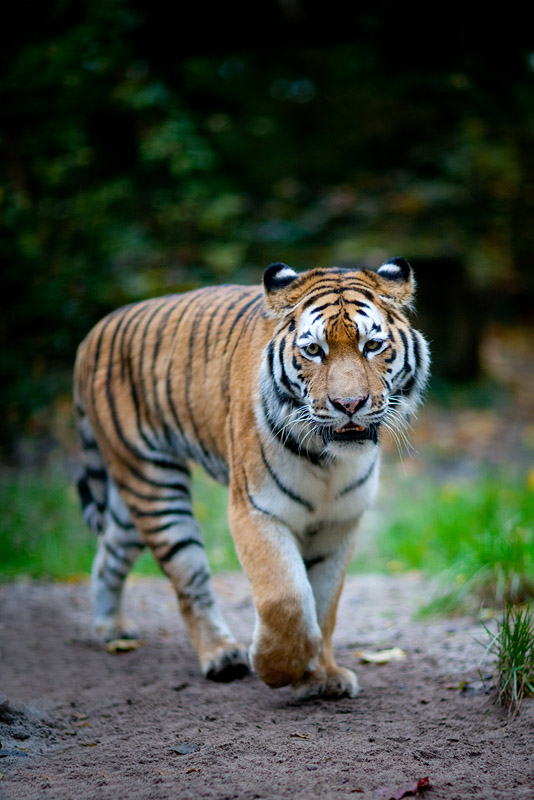 tiger071114-1.jpg