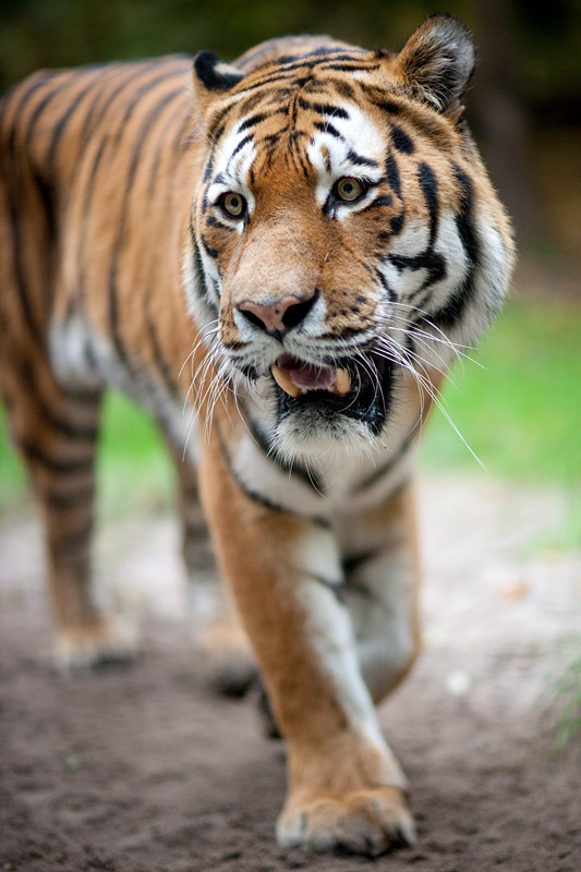 tiger071114-3.jpg