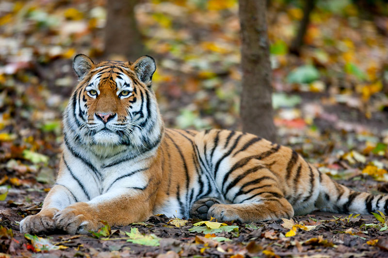 tiger071114-6.jpg