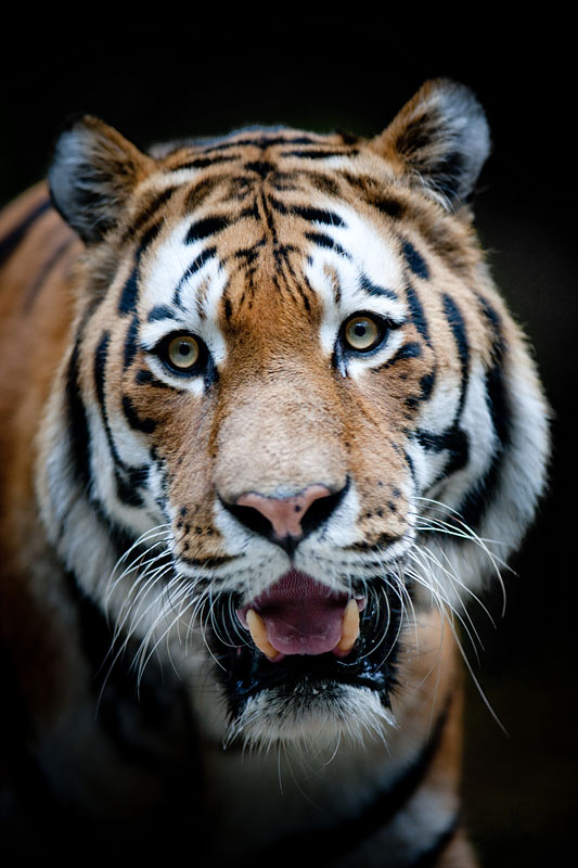 tiger071114-7.jpg
