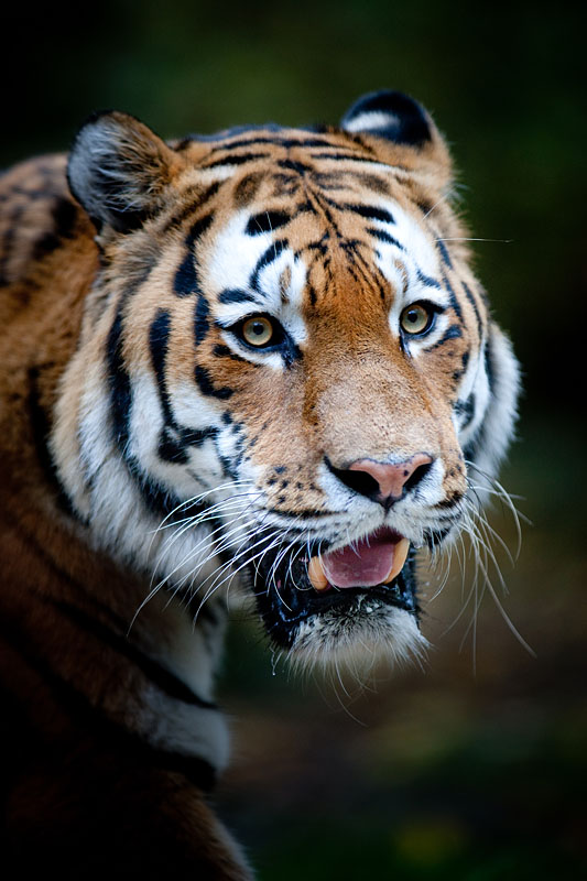 tiger071114-8.jpg