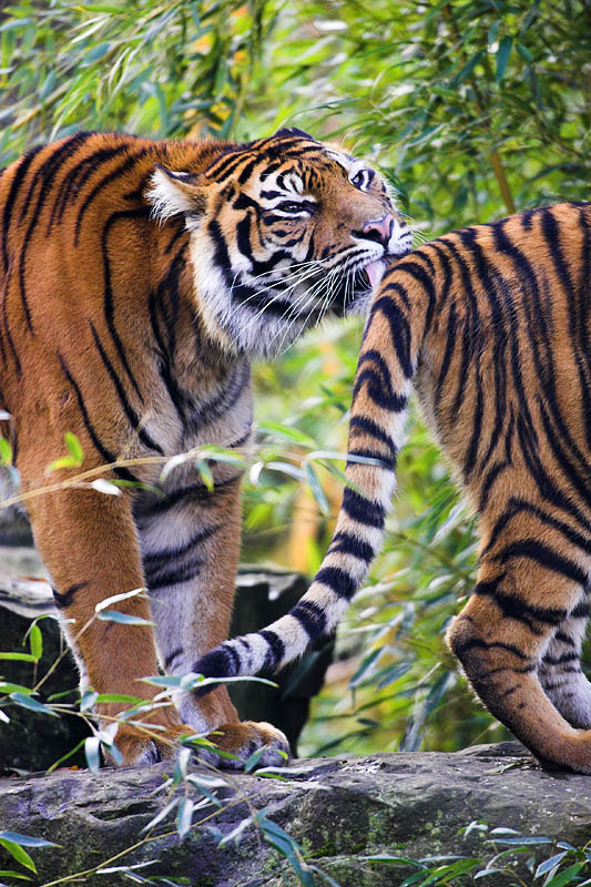 tiger181106-8.jpg