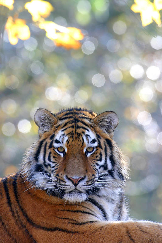 tiger1b.jpg