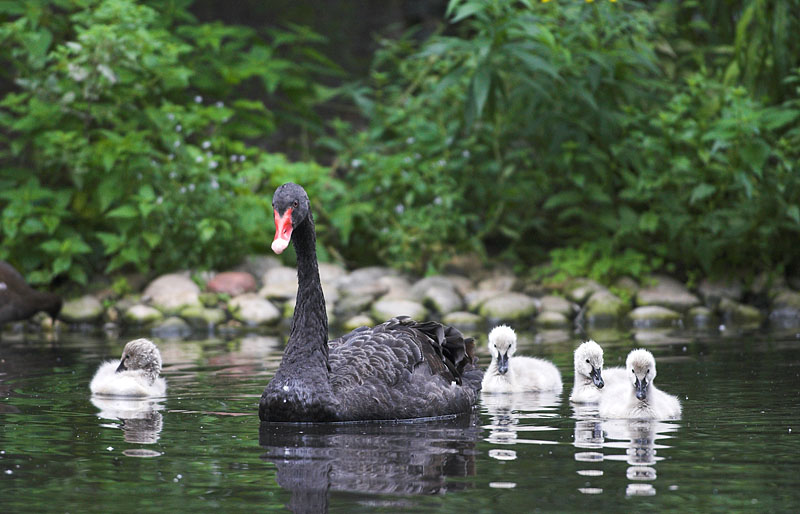 schwarzschwan070906-7.jpg