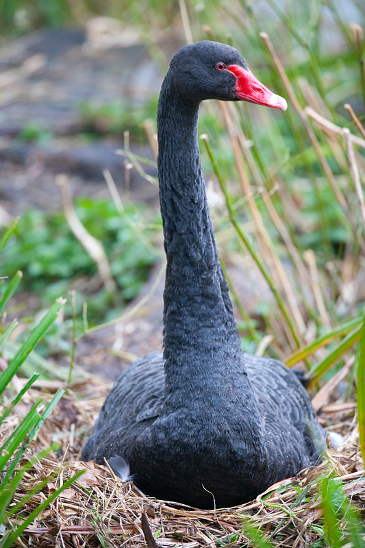 trauerschwan150314-2.jpg