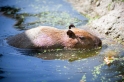 wasserschwein090818-3