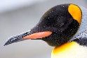 Koenigspinguin