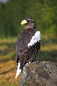 Riesenseeadler