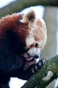 Roter-Panda